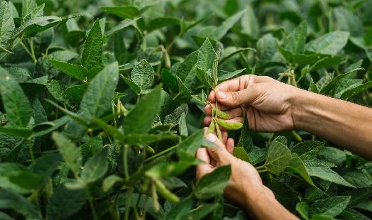 Mains inspectant des gousses de soja vertes dans un champ